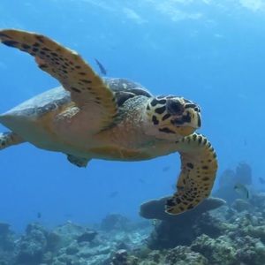 Meet your Posher, Kendrea